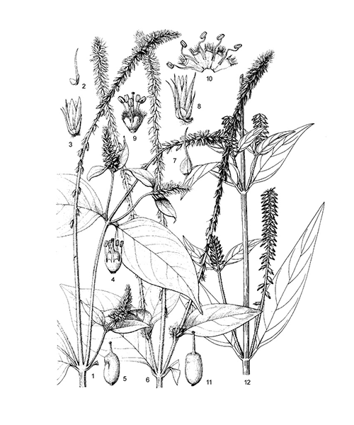Natural compounds from  Achyranthes bidentata